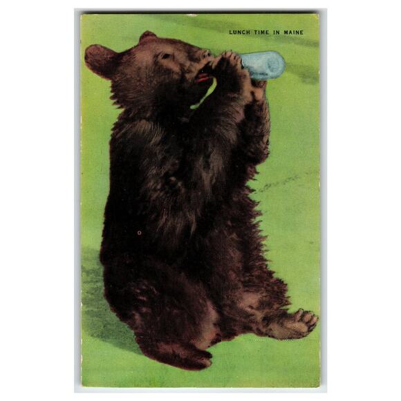 Postcard Other - Vintage Linen Postcard - Bear Cub Drinking Bottle "Lunch Time in Maine"